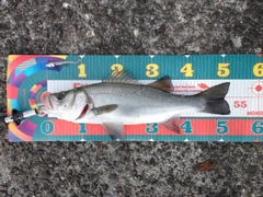 フッコ（ヒラスズキ）の釣果