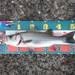 フッコ（マルスズキ）