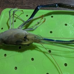 オニテナガエビ