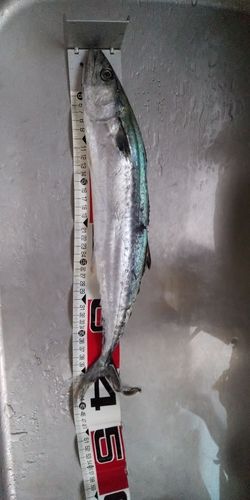 サゴシの釣果