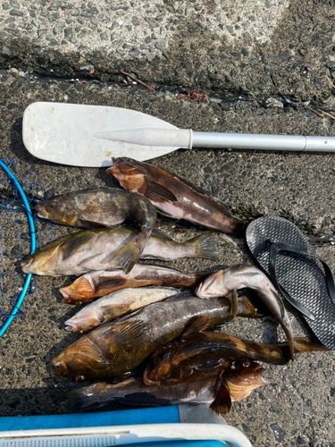 アイナメの釣果