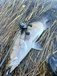 アカメの釣果