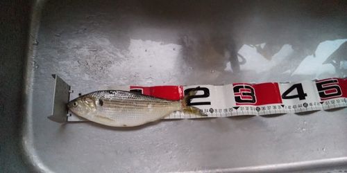 コノシロの釣果