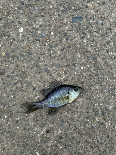 ブルーギルの釣果