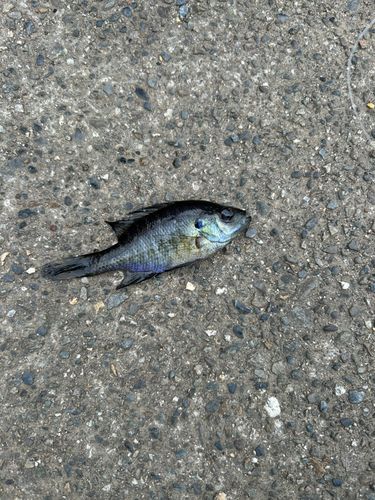 ブルーギルの釣果