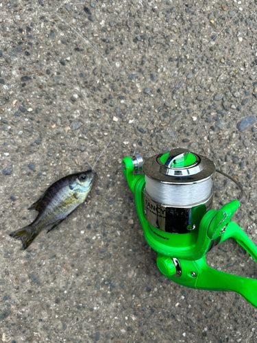 ブルーギルの釣果