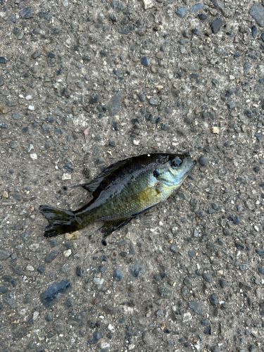 ブルーギルの釣果