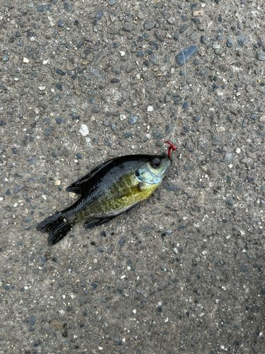 ブルーギルの釣果