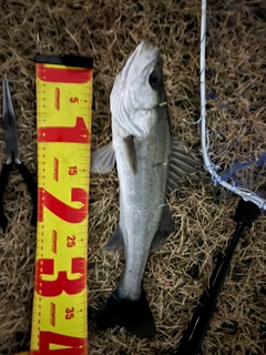 シーバスの釣果
