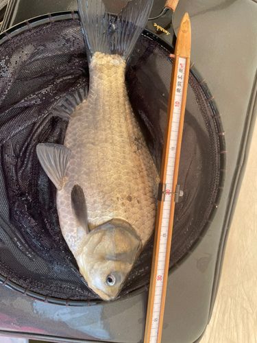 ヘラブナの釣果