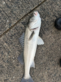 マルスズキの釣果