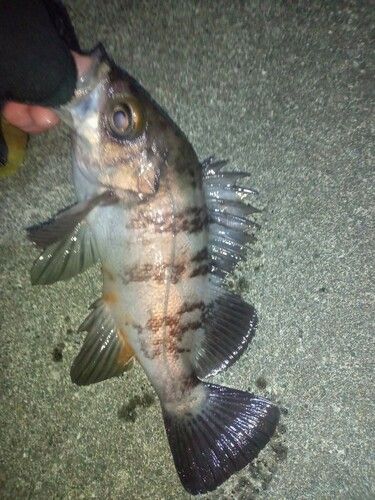 三陸海岸（岩手）