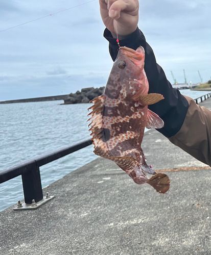 アオハタの釣果