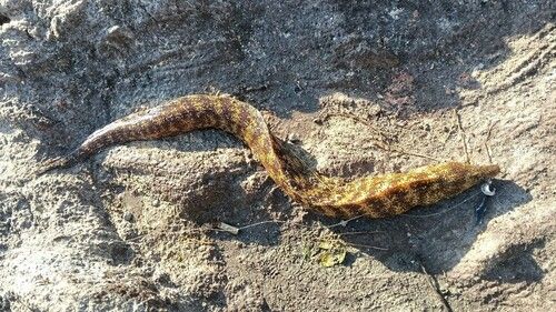 三ツ石（真鶴）