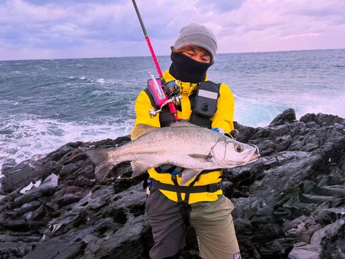 ヒラスズキの釣果