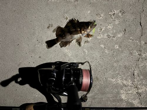メバルの釣果