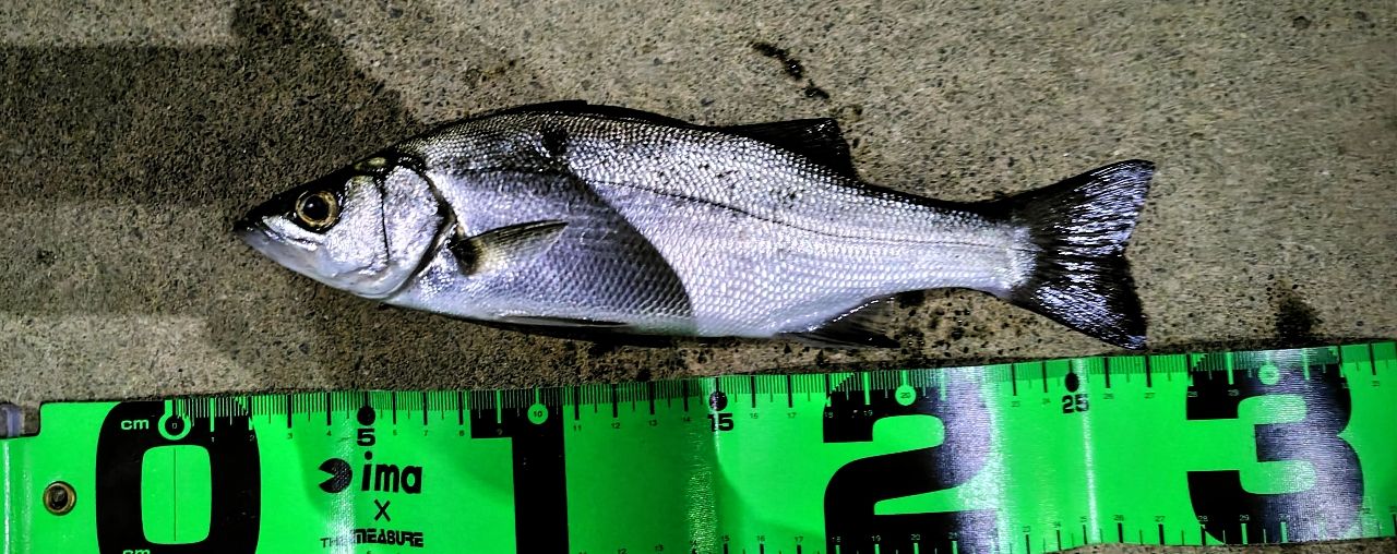 セイゴ（ヒラスズキ）