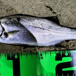 セイゴ（ヒラスズキ）