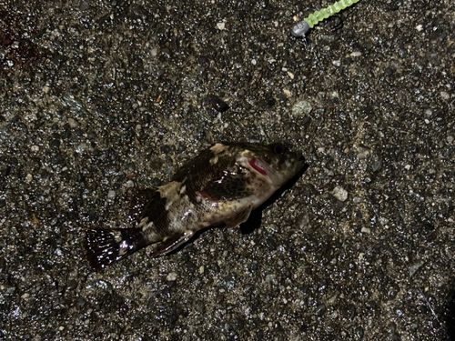 ムラソイの釣果