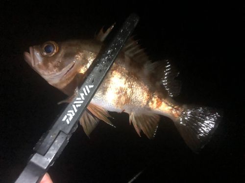 アカメバルの釣果