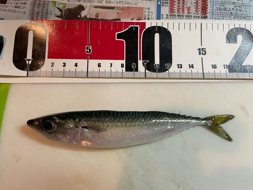サバの釣果