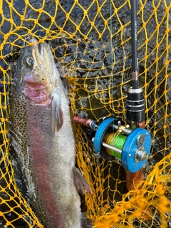 ニジマスの釣果