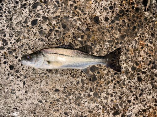 セイゴ（マルスズキ）の釣果