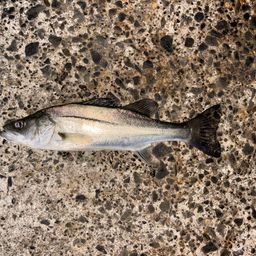 セイゴ（マルスズキ）