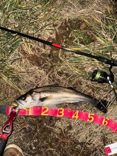 セイゴ（マルスズキ）の釣果