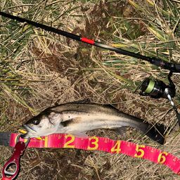 セイゴ（マルスズキ）