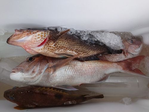 マダイの釣果
