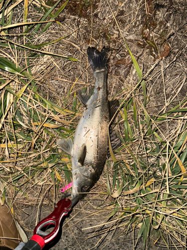 セイゴ（マルスズキ）の釣果