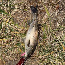 セイゴ（マルスズキ）