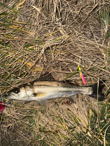 セイゴ（マルスズキ）の釣果