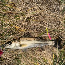 セイゴ（マルスズキ）