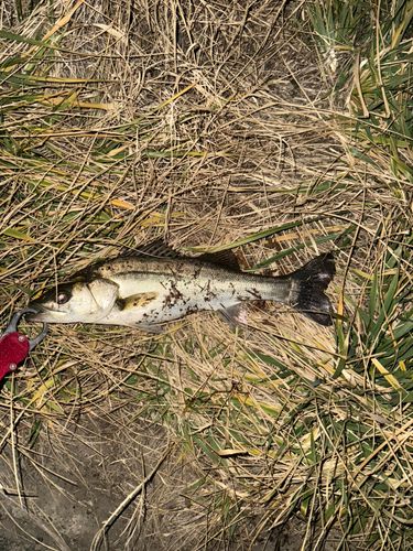 セイゴ（マルスズキ）の釣果