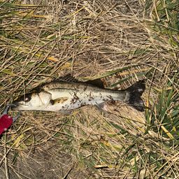 セイゴ（マルスズキ）