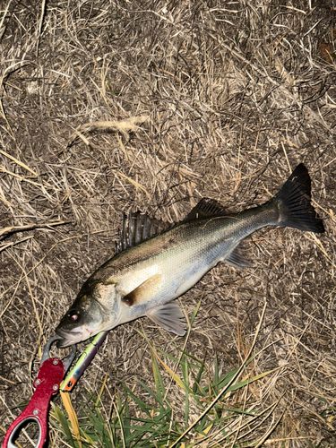セイゴ（マルスズキ）の釣果