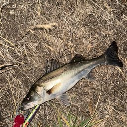 セイゴ（マルスズキ）