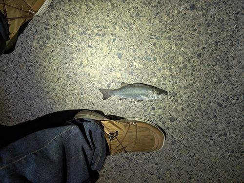 セイゴ（マルスズキ）の釣果