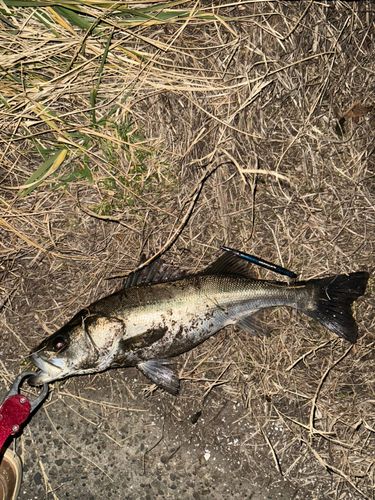 セイゴ（マルスズキ）の釣果