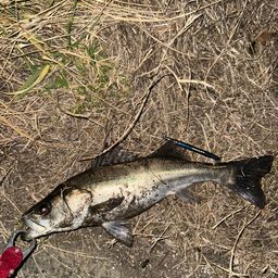 セイゴ（マルスズキ）