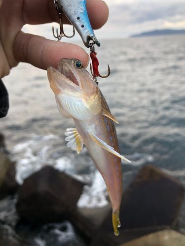 オキエソの釣果