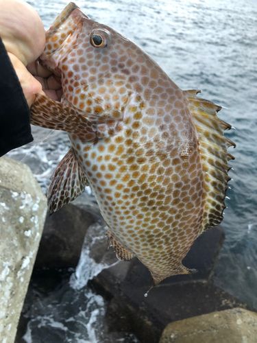 オオモンハタの釣果