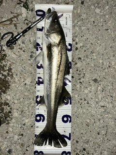 マルスズキの釣果