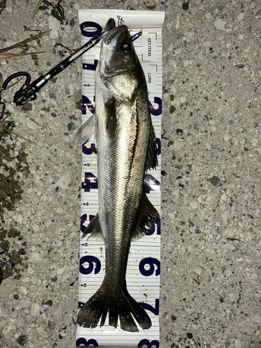 マルスズキの釣果