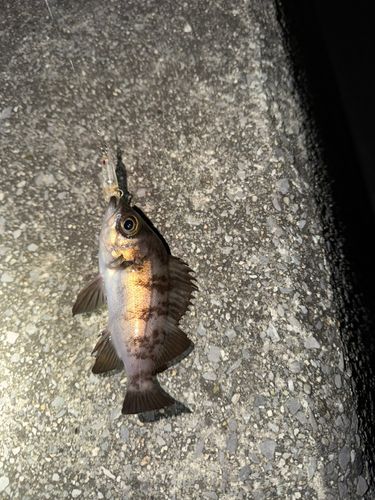 メバルの釣果