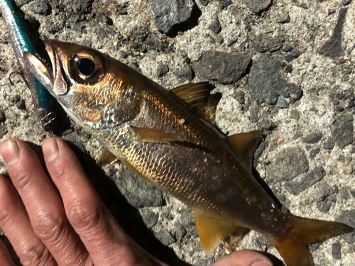 クロムツの釣果