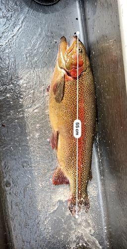 ニジマスの釣果