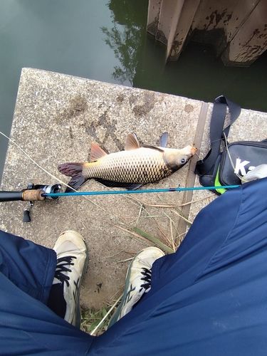 コイの釣果